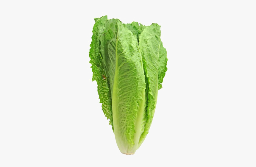 Lettuce